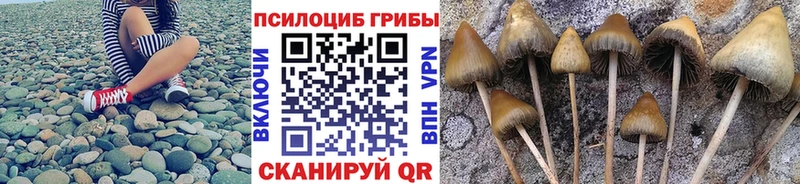 Псилоцибиновые грибы Cubensis  кракен рабочий сайт  Элиста 